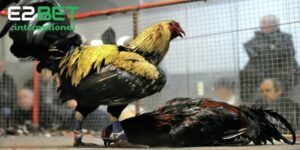 Giống Gà Đá Cựa Sắt: Tìm Hiểu Đặc Điểm Nổi Bật Của Từng Giống Gà