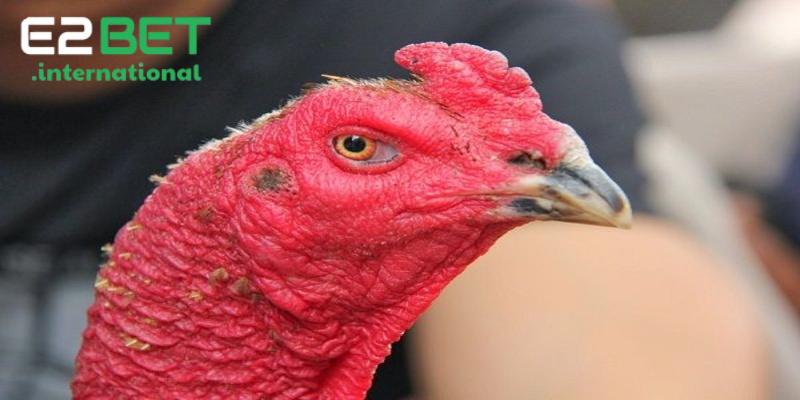 Kinh nghiệm giúp bạn chọn được mắt gà chọi lì phù hợp