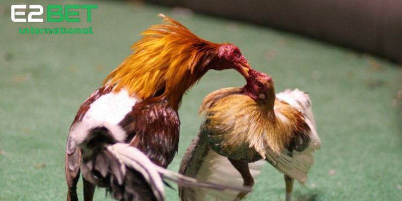 Yếu tố làm nên sức hút của trường gà thomo