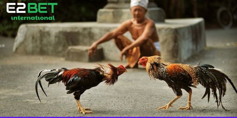 Trường Gà Thomo CJ5582 - Đấu Trường Kịch Tính Và Minh Bạch